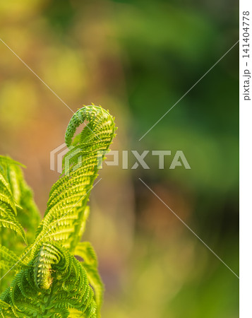 Natural green young ostrich fern or shuttlecock fern Natural green young ostrich fern or shuttlecock fern 141404778