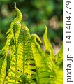 Natural green young ostrich fern or shuttlecock fern 141404779