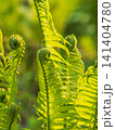 Natural green young ostrich fern or shuttlecock fern 141404780