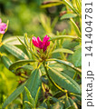 Pink rhododendron blossoms with a beautiful blur 141404781
