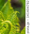 Natural green young ostrich fern or shuttlecock fern 141404782