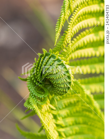 Natural green young ostrich fern or shuttlecock fern Natural green young ostrich fern or shuttlecock fern 141404783