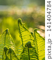 Natural green young ostrich fern or shuttlecock fern 141404784