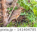 Wood bird Redwing, Turdus iliacus, on a sprng lawn. 141404785