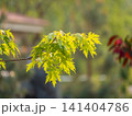 Spring branches of maple tree with fresh green leaves 141404786