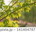 Spring branches of maple tree with fresh green leaves 141404787