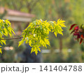 Spring branches of maple tree with fresh green leaves 141404788