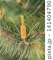 Green small pine trees with fresh shoots in spring or summer 141404790