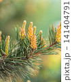 Green small pine trees with fresh shoots in spring or summer 141404791