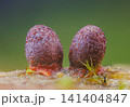 Orange slime mold - Lycogala conicum, it's a small protist organism 141404847