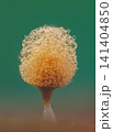 Push Pin Slime Mold - Hemitrichia calyculata, it's a small protist organism 141404850