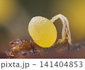 Slime mold - Physarum viride, it's a small protist organism 141404853