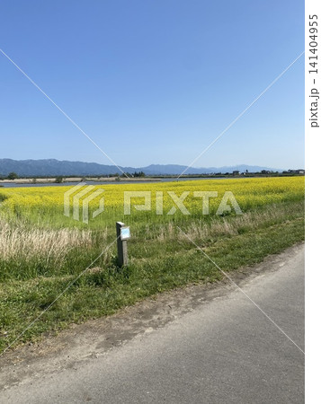 菜の花 青空 自然 日本の風景 菜の花 青空 自然 日本の風景 141404955