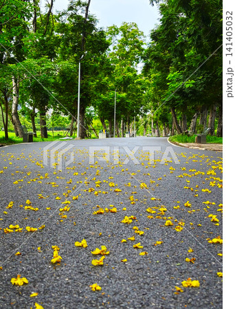 Low angle vertical shot of asphalt running path in a green park covered with fallen yellow flowers Low angle vertical shot of asphalt running path in a green park covered with fallen yellow flowers 141405032