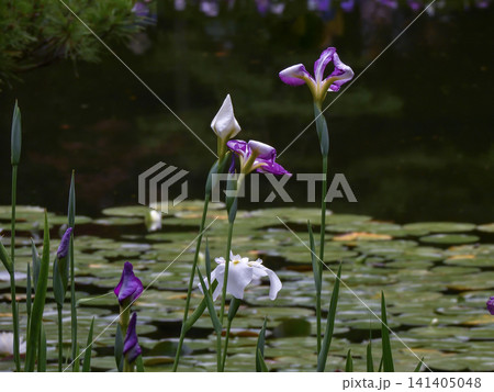 平安神宮 神苑 花菖蒲 平安神宮 神苑 花菖蒲 141405048