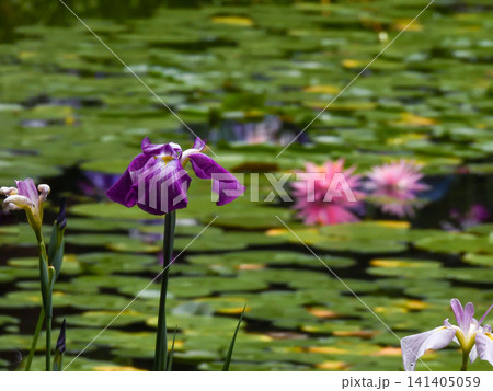平安神宮 神苑 花菖蒲 平安神宮 神苑 花菖蒲 141405059
