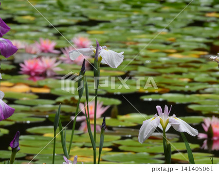 平安神宮 神苑 花菖蒲 平安神宮 神苑 花菖蒲 141405061