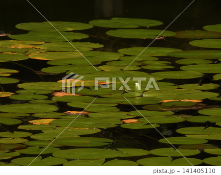 平安神宮 神苑 睡蓮 平安神宮 神苑 睡蓮 141405110