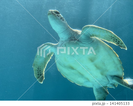 沖縄美ら海水族館で泳ぐウミガメを水中から見上げた風景 141405133