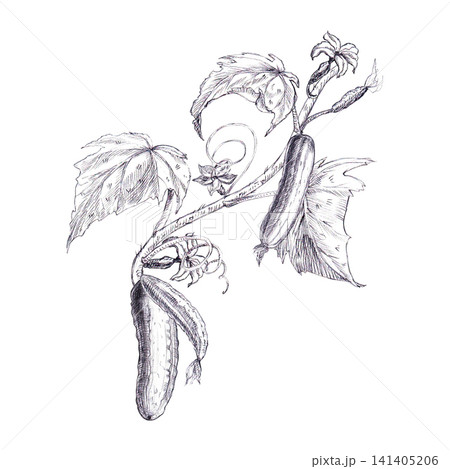 Cucumber vine with fruits, flowers, leaves, buds, tendrils hand graphite sketch. A versatile botanical graphic element ideal for organic food packaging, kitchen textile prints, pickles menu design. 141405206