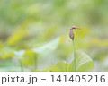 とんぼ 141405216