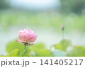 蓮 141405217