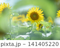 向日葵 141405220