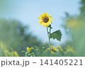 向日葵 141405221
