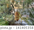 バンクシアの花のアップ 141405358