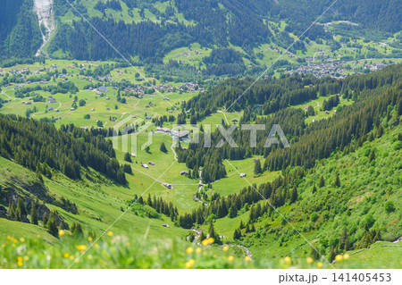 Scenic view of Grindelwald Swiss chalet village against Swiss Alps at Grindelwald First, Switzerland. Beautiful landscape in Jungfrau Region. famous Europe summer hiking trail and travel destination 141405453