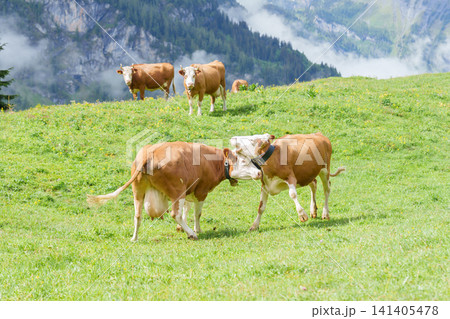 Beautiful scenic view of Simmental or Fleckvieh Cows with cowbell grazing on colorful wildflower green meadow in summer. Spectacular snow capped European Alps mountains in background, alpine landscape Beautiful scenic view of Simmental or Fleckvieh Cows with cowbell grazing on colorful wildflower green meadow in summer. Spectacular snow capped European Alps mountains in background, alpine landscape 141405478