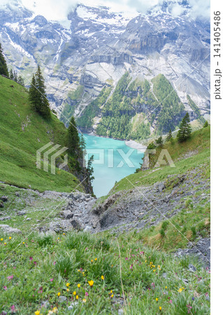 Scenic landscape of Alpine wildflowers blooming under blue sky in Summer. Spectacular green meadow hiking trail view and Stunning Swiss Alps in Oeschinensee or Oeschinen Lake, Kandersteg, Switzerland Scenic landscape of Alpine wildflowers blooming under blue sky in Summer. Spectacular green meadow hiking trail view and Stunning Swiss Alps in Oeschinensee or Oeschinen Lake, Kandersteg, Switzerland 141405486