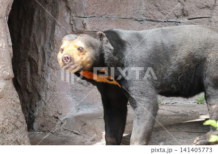 大阪天王子動物園のマレーグマのマーサ 大阪天王子動物園のマレーグマのマーサ 141405773