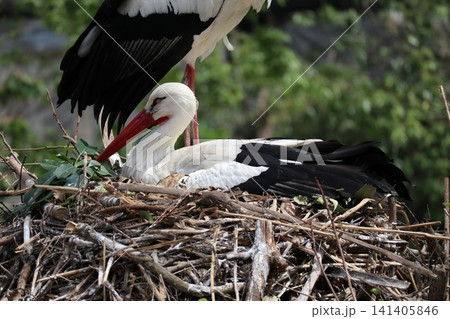大阪天王子動物園の鳥の楽園 大阪天王子動物園の鳥の楽園 141405846