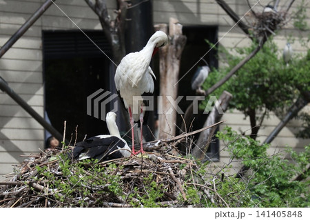 大阪天王子動物園の鳥の楽園 大阪天王子動物園の鳥の楽園 141405848