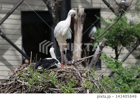 大阪天王子動物園の鳥の楽園 141405849