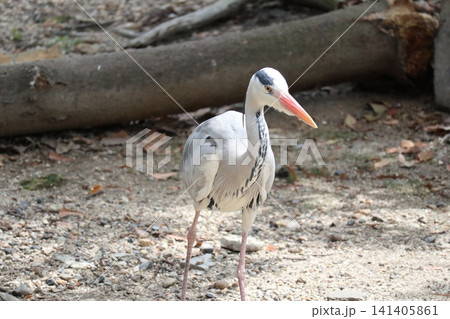 大阪天王子動物園の鳥の楽園 大阪天王子動物園の鳥の楽園 141405861