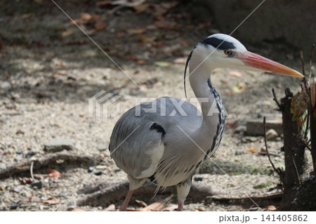 大阪天王子動物園の鳥の楽園 141405862