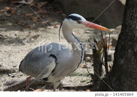 大阪天王子動物園の鳥の楽園 大阪天王子動物園の鳥の楽園 141405864