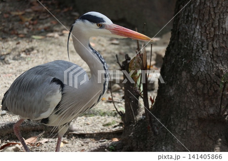 大阪天王子動物園の鳥の楽園 大阪天王子動物園の鳥の楽園 141405866