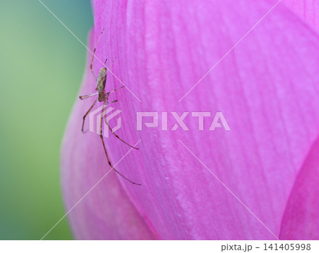 蓮の花に止まる蜘蛛 141405998