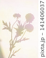 Vintage and colorful plant shadows 141406037