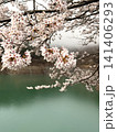 奥多摩湖畔に咲く満開の桜 141406293