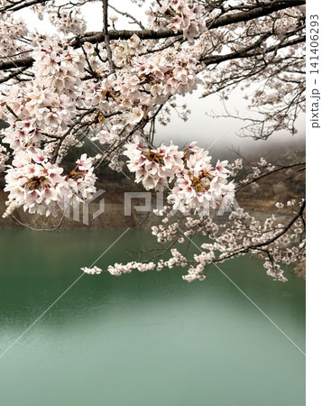 奥多摩湖畔に咲く満開の桜 奥多摩湖畔に咲く満開の桜 141406293