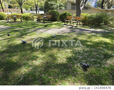 日比谷公園の風景 日比谷公園の風景 141406476