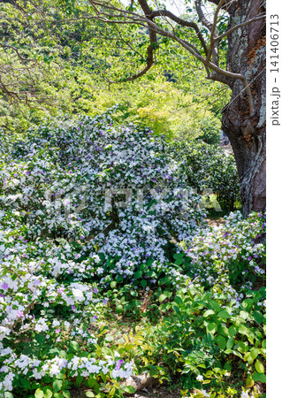 非常に良い香りのアメリカジャスミンの花が咲いている光景 非常に良い香りのアメリカジャスミンの花が咲いている光景 141406713