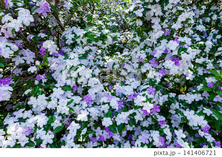 非常に良い香りのアメリカジャスミンの花が咲いている光景 非常に良い香りのアメリカジャスミンの花が咲いている光景 141406721