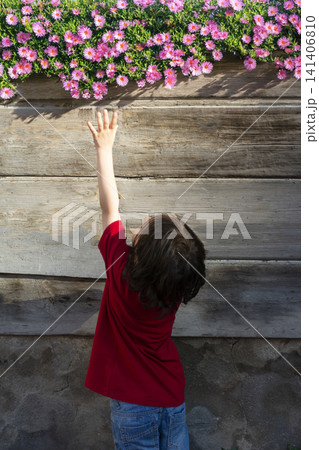 Little Boy Reaching Toward Blooming Pink Flowers Above Rustic Wooden Wall Little Boy Reaching Toward Blooming Pink Flowers Above Rustic Wooden Wall 141406810