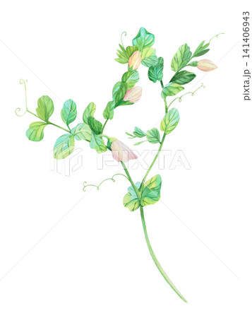 Blooming peas. Watercolor illustration. Handmade art work. For packaging design, cards, cover, prints, product labels and fabric. Blooming peas. Watercolor illustration. Handmade art work. For packaging design, cards, cover, prints, product labels and fabric. 141406943
