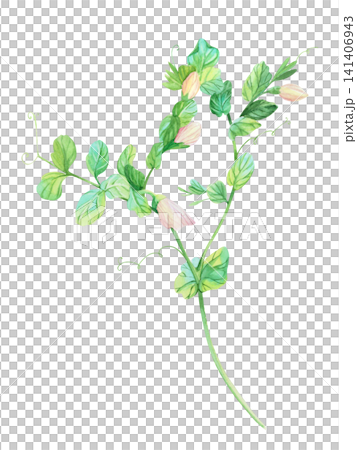 Blooming peas. Watercolor illustration. Handmade art work. For packaging design, cards, cover, prints, product labels and fabric. 141406943